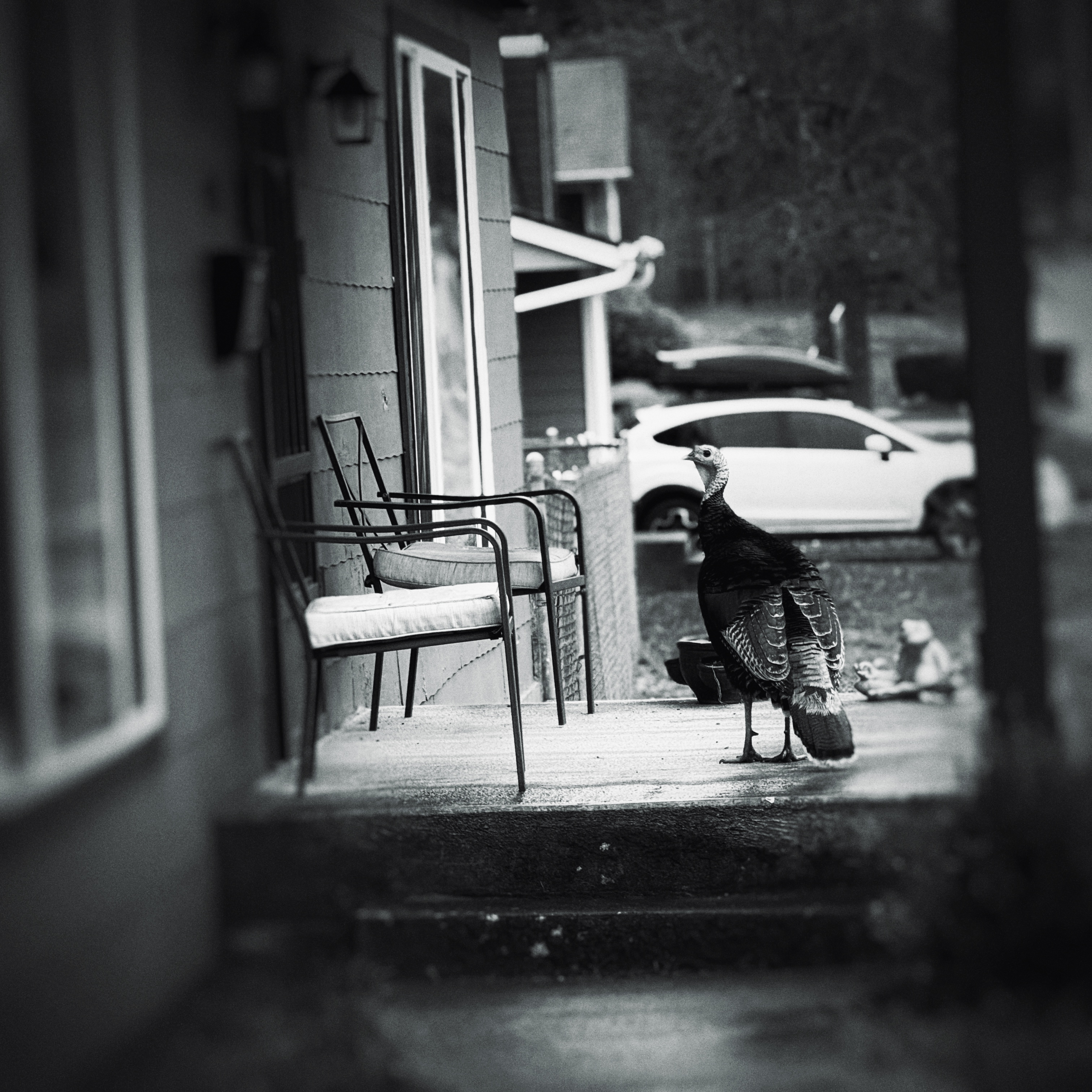 A turkey on a porch at a door (black and white).