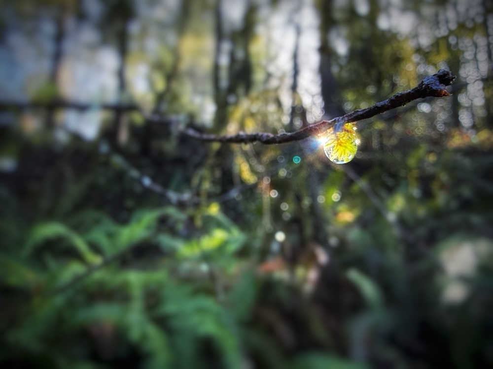 A drop of water on a twig with moss inside and a beam of light shining toward the viewer - a sparkle. 