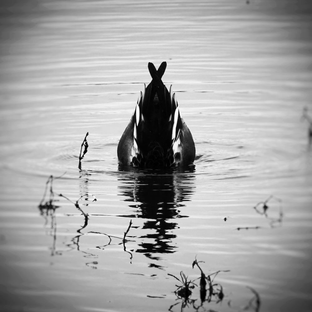 A northern shoveler tail with head under water - black and white with vignette. 