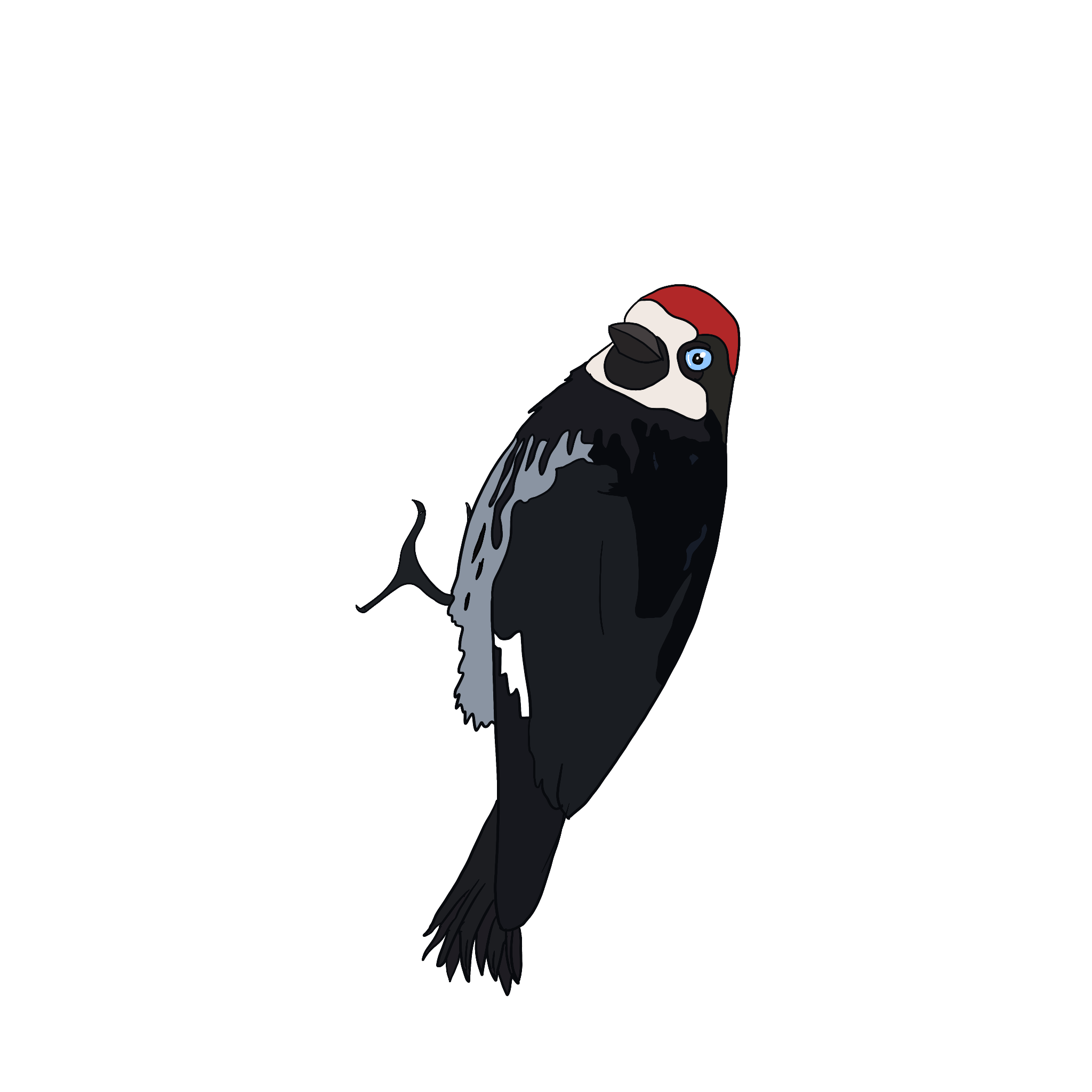 Acorn Woodpecker