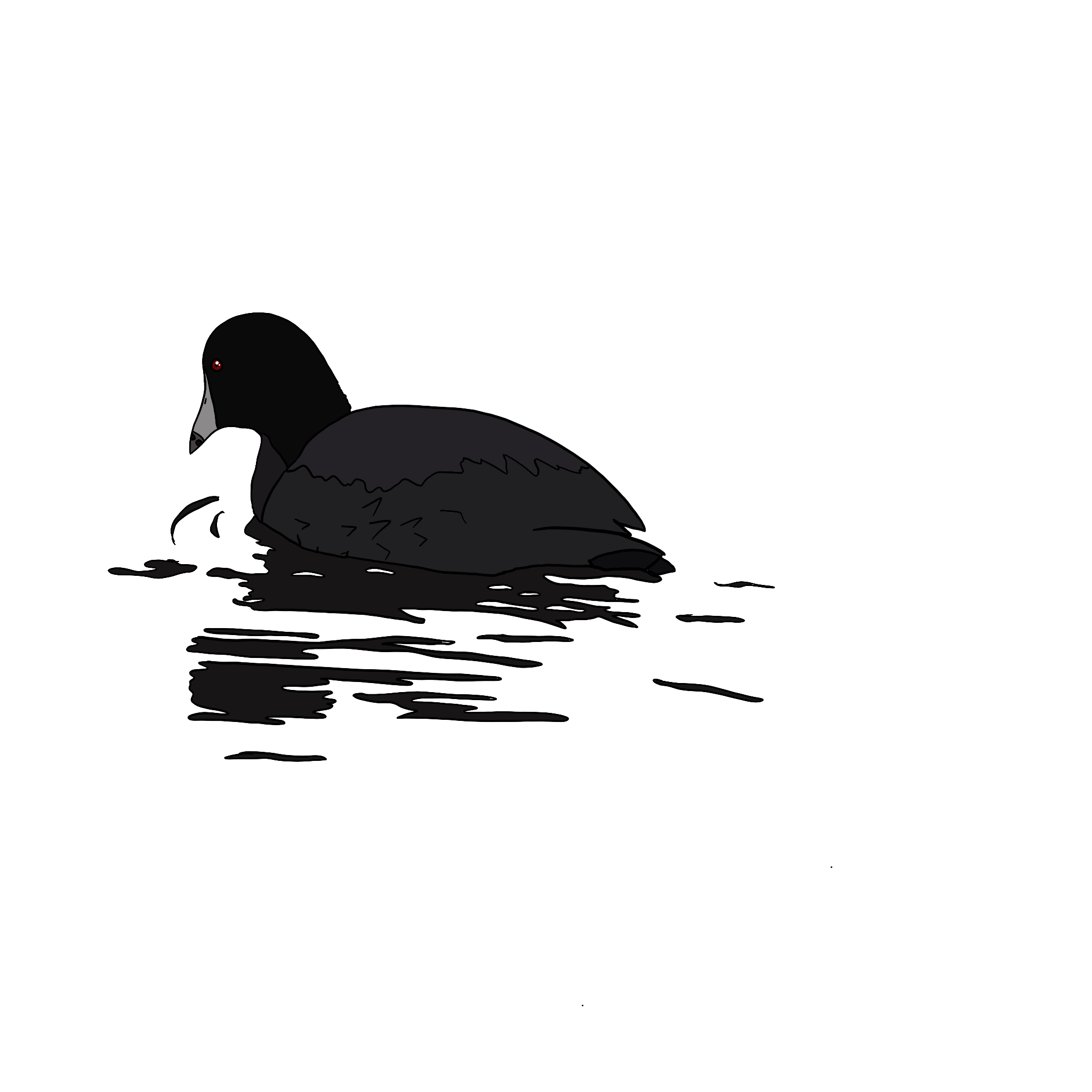 American Coot