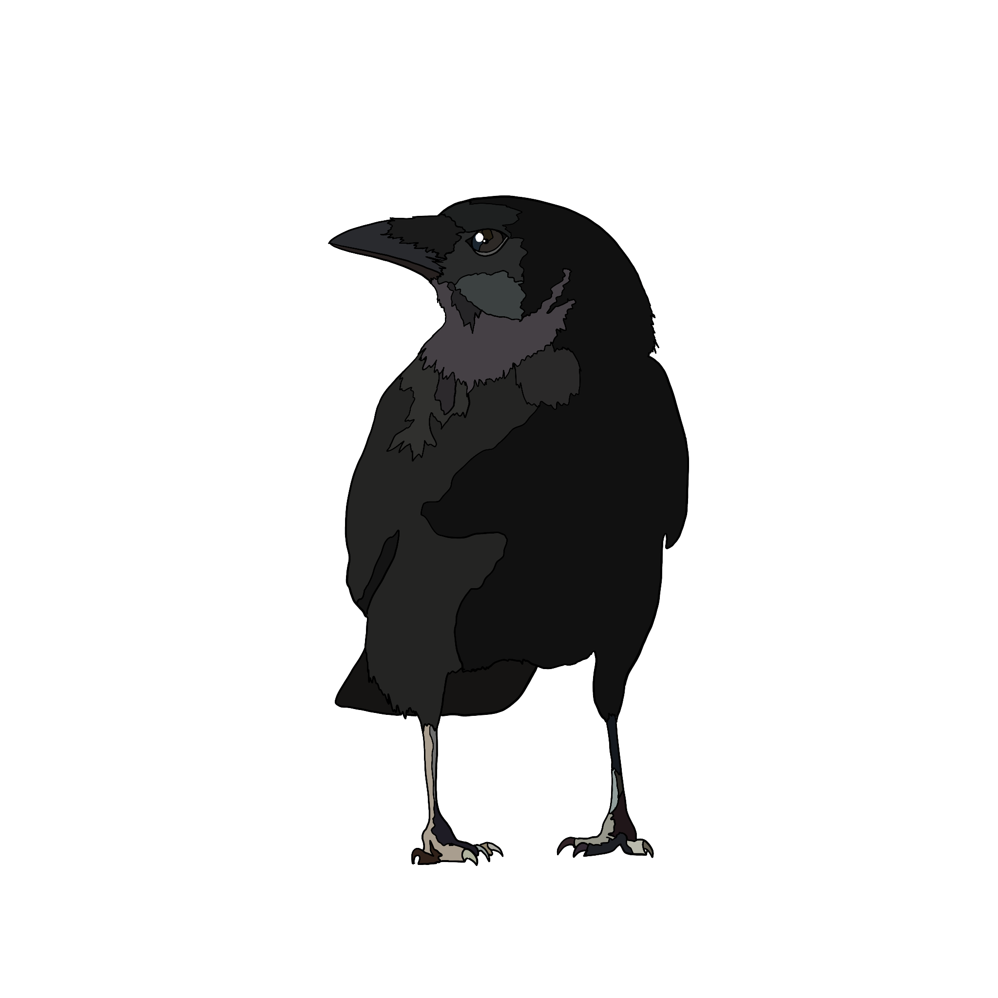 American Crow