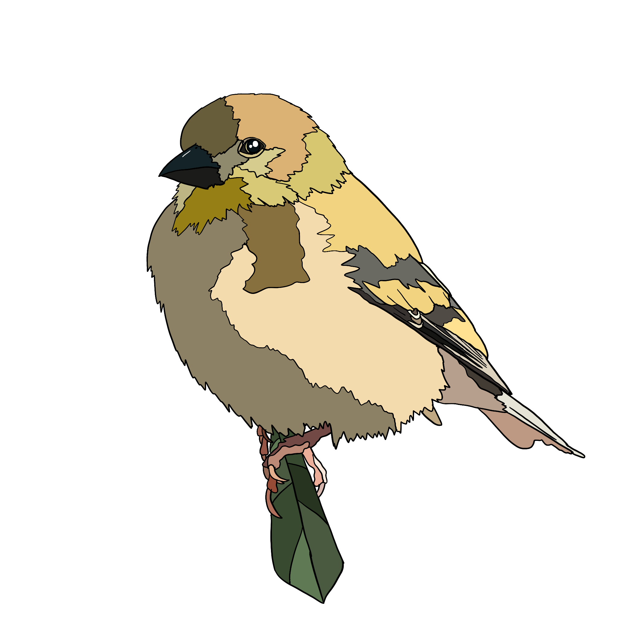 American Goldfinch