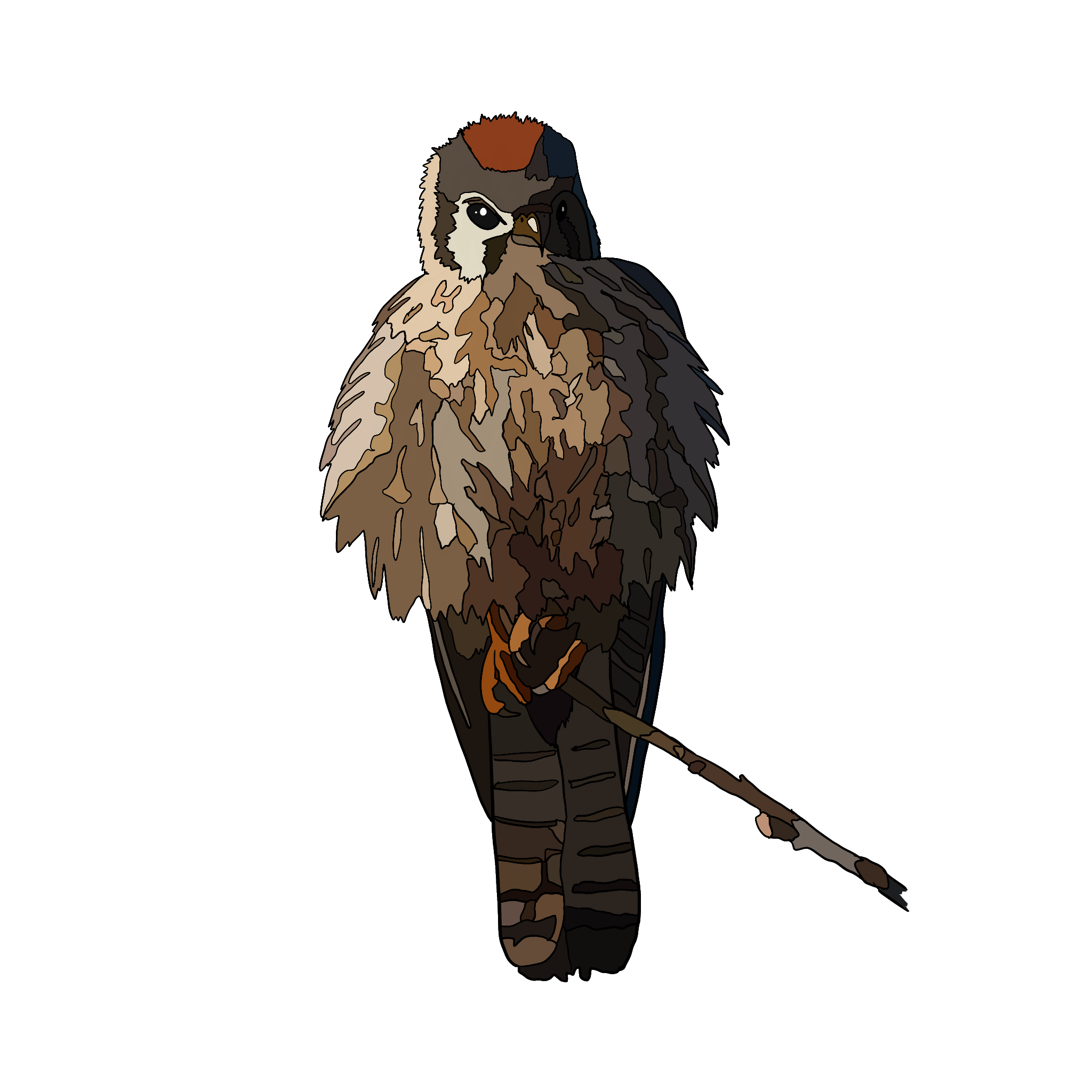 American Kestrel